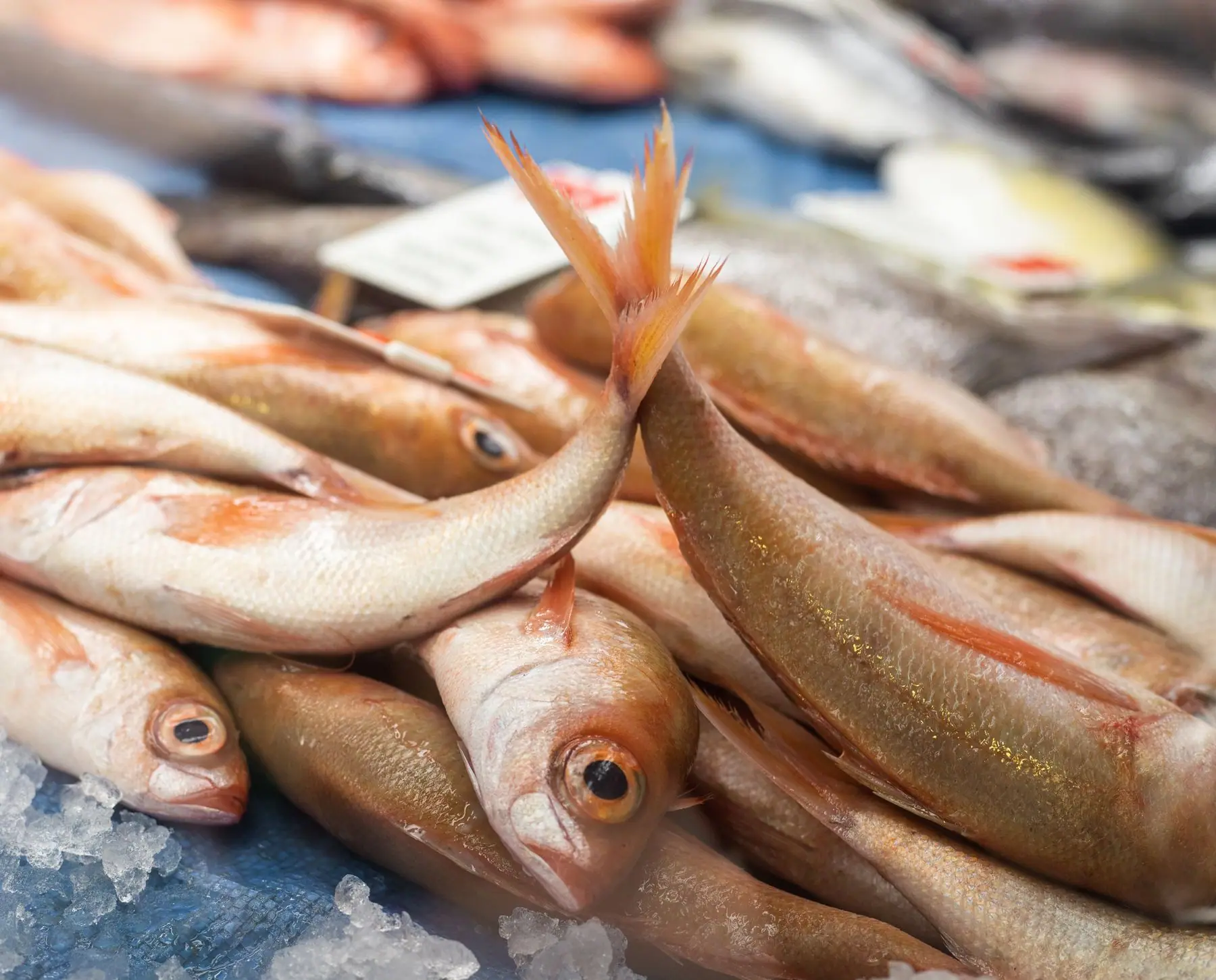 Il pescato del giorno
